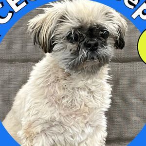 Meet your Posher, Norman